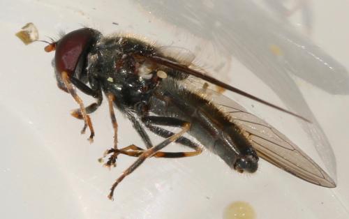 Cheilosia soror